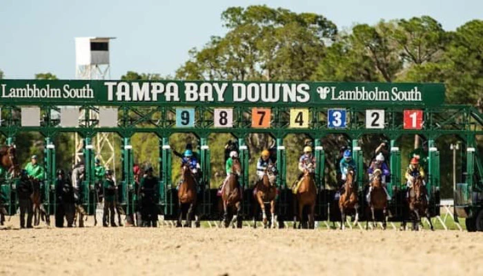 2023 Tampa Bay Derby Odds and Picks