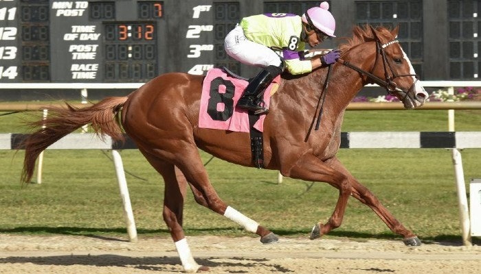 Horse Bettors Turn to Tampa Bay Downs and Aqueduct This Saturday