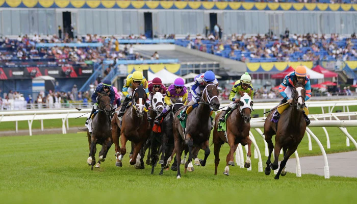 Tips for Betting on Horse Races on Turf Tracks